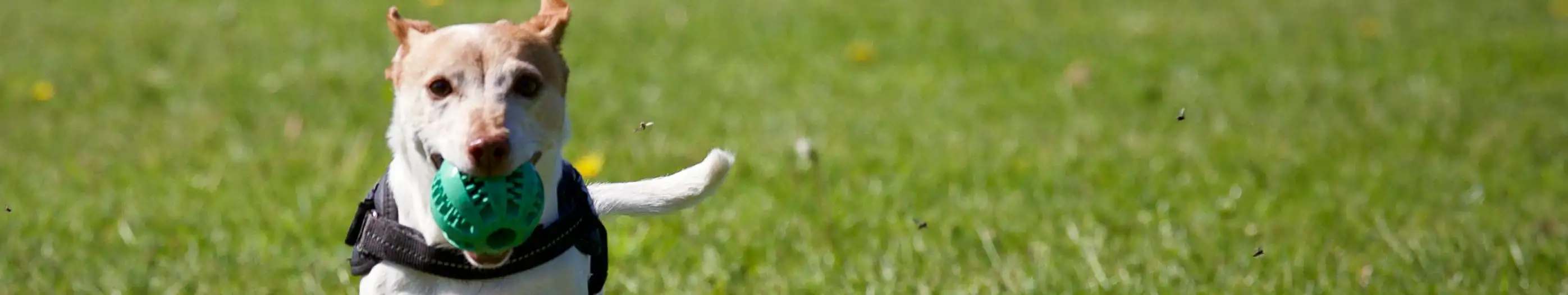 Entrenos Libres Caninos